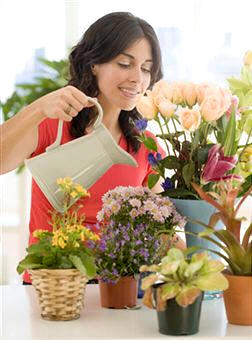 Como norma, en plantas de interior hay que mantener la tierra húmeda y evitar el encharcamiento