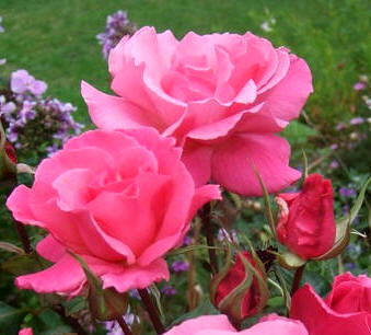 Rosa Prima Ballerina, perteneciente al grupo Híbridos de té