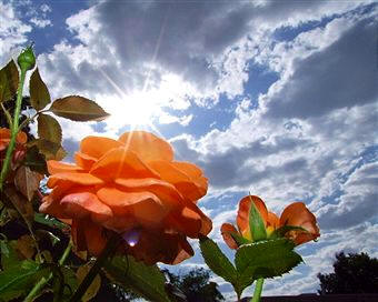 Las plantas necesitan luz para realizar la función básica de la fotosíntesis