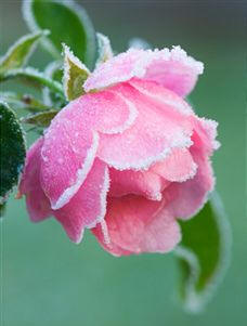 Es un factor de importancia determinar la temperatura adecuada para cada especie