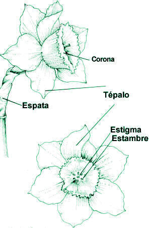 Características de los narcisos