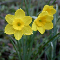 Narcissus rupicola 