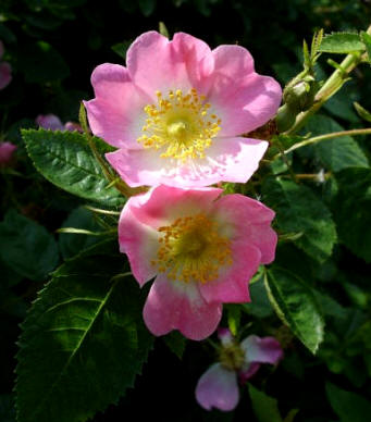 Rosa silvestre o rosa canina