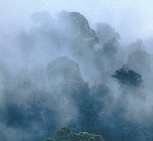 "La húmeda niebla se levanta y deja los árboles salpicados de minúsculas gotitas". Puesto que la niebla siempre es húmeda, no sería necesario especificarlo, pero en este caso el epíteto evoca una imagen literaria