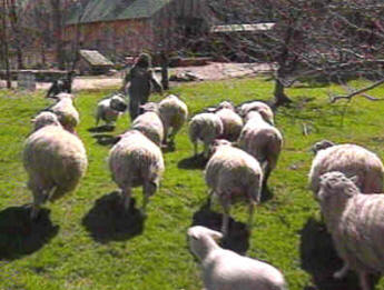 En la frase "Rebaño de ovejas", de es un nexo porque une dos palabras: rebaño y ovejas, y hace que ovejas sea un complemento de rebaño