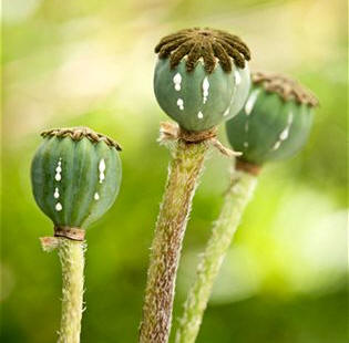 De la Adormidera (Papaver somniferum) se extraen isoquinoleicos como la morfina, etilfmorfina y papaverina