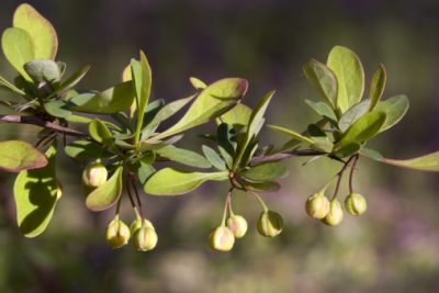 El agracejo es una planta con alto contenido en azúcares