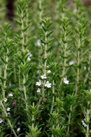 En la ajedrea se aprovechan preferentemente las hojas y tallos