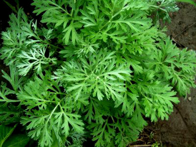 Ajenjo (Artemisa absinthium)