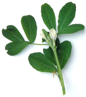 alholva.jpg (8774 bytes)