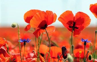 Amapola (Papaver rhoeas)