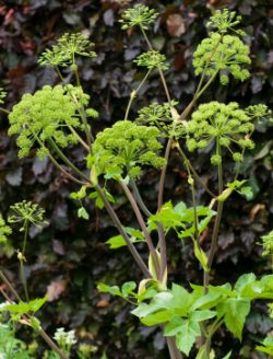 Angélica (Angelica archangelica)