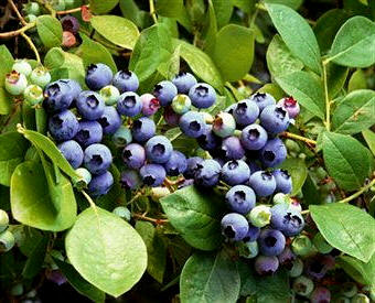 Arándano: productor de glucósidos fenólicos