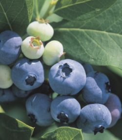 Algunas especies ricas en taninos: arándano