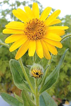 En la arnica se aprovecha especialmente la flor, aunque el rizoma también tiene aplicaciones medicinales