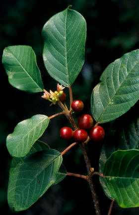 Arraclán (Rhamnus frangula)