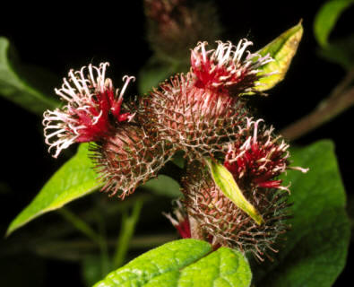La Bardana (Arctium lappa) es una planta herbácea con alto contenido en glucósidos cumarínicos