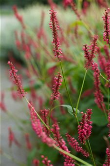 Algunas especies ricas en taninos: bistorta