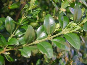 Boj (Buxus sempervirens)
