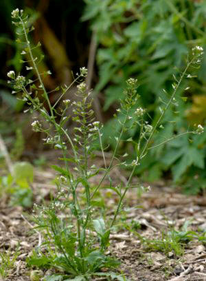 Bolsa de pastor (Capsella bursa-pastoris)