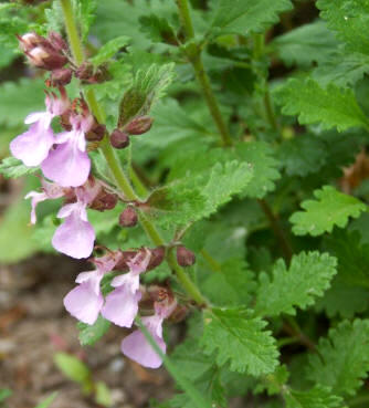 Camedrio (Teucrium chamaedrys)