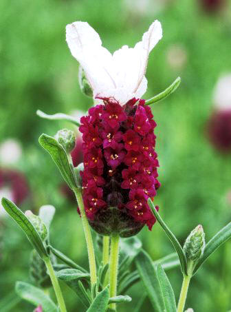 Cantueso (Lavandula stoechas)