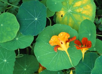 Capuchina (Tropaeolum majus)