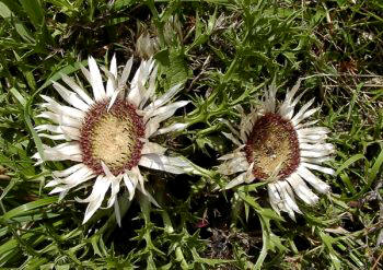 Carlina angélica (Carlina acaulis)