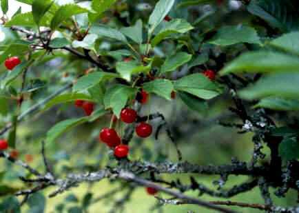 Las hojas del cerezo producen glucósidos derivados del ácido cianhídrico (cianogenéticos)