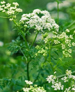 De la Cicuta (Conium maculatum) se extrae un potente veneno, la coniína