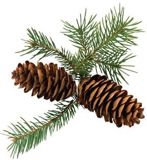 Pino (Pinus pinaster)