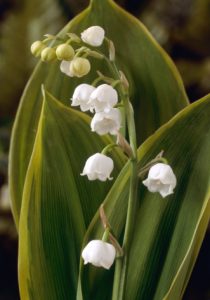 convalaria.jpg (9152 bytes)