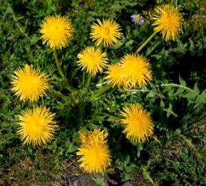 Diente de león (Taraxacum officinale)