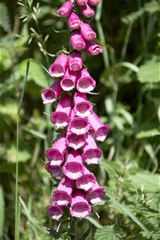La digital (Digitalis purpurea) es una famosa planta medicinal productora de cardioglucósidos