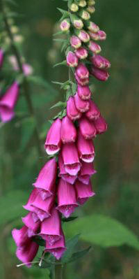 digital_mini1.jpg (6758 bytes)