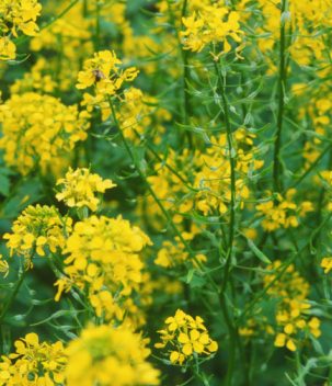 Erísimo (Sisymbrium officinale)