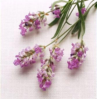 El espliego (al igual que un buen número de plantas medicinales), es abundante en mucílagos y taninos, que ejercen efectos astringentes y suavizantes sobre la epidermis