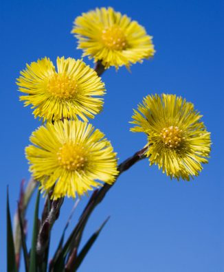 Fárfara (Tussilago farfara)