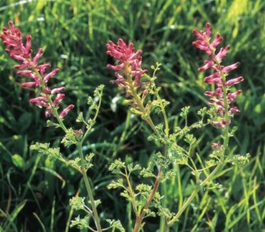 Fumaria (Fumaria officinalis)