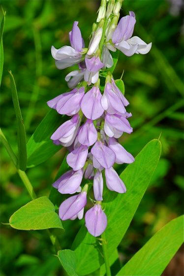 Galega (Galega officinalis)