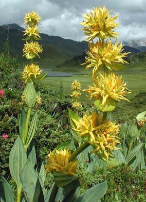 Genciana (Gentiana lutea)