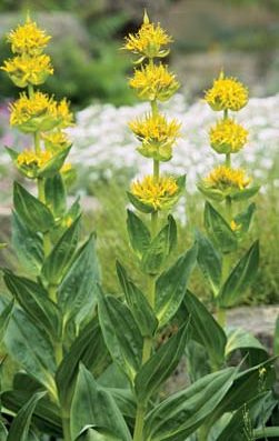 La genciana es una planta amarga pura