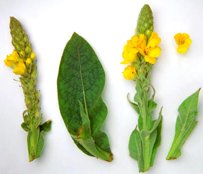 La flor del gordolobo es rica en saponinas