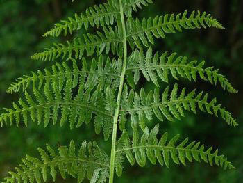 helecho_comun.jpg (14613 bytes)