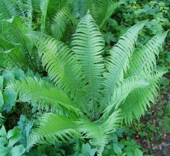 El helecho macho tiene propiedades antihelmínticas