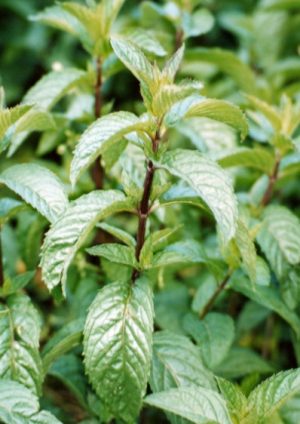 Hierbabuena (Mentha sativa)