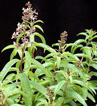 Hierba Luisa (Lippia triphylla)