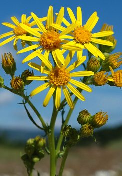 Hierba de Santiago (Senecio jacobaea)