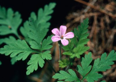 Hierba de San Roberto (Geranium robertianum)