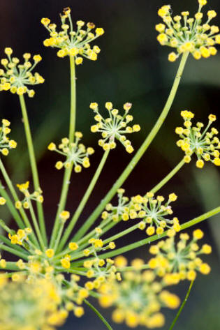 Hinojo (Foeniculum vulgare)